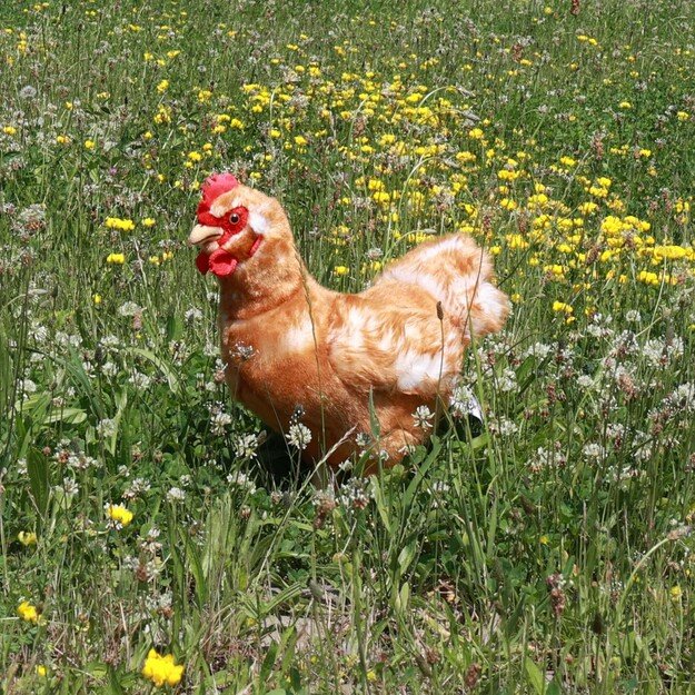 Plush hen 33 cm ECO-FRIENDLY