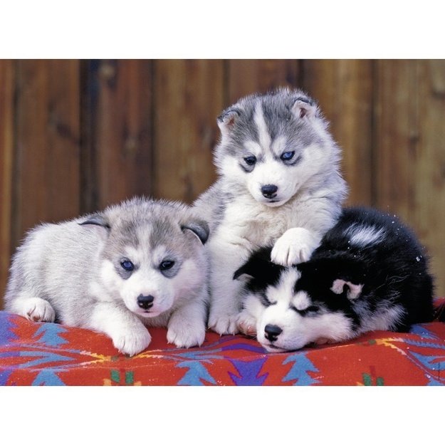 Ravensburger Puzzle 200 pc Huskies