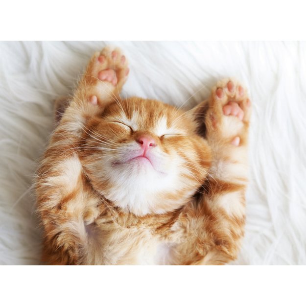 Ravensburger Puzzle 500 Pieces: Red Cat