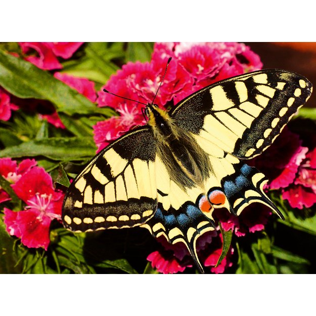 Ravensburger Puzzle 500 pc Colorful Butterfly