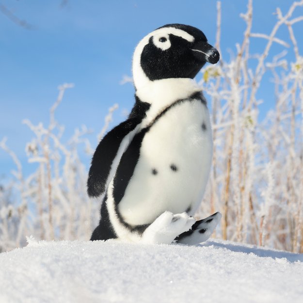 Pliušinis pingvinas 30 cm EKOLOGIŠKAS 1