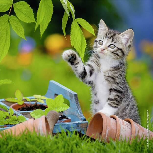 Ravensburger Puzzle 3x49 pc Kittens