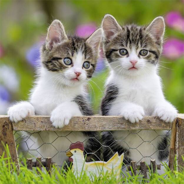 Ravensburger Puzzle 3x49 pc Kittens