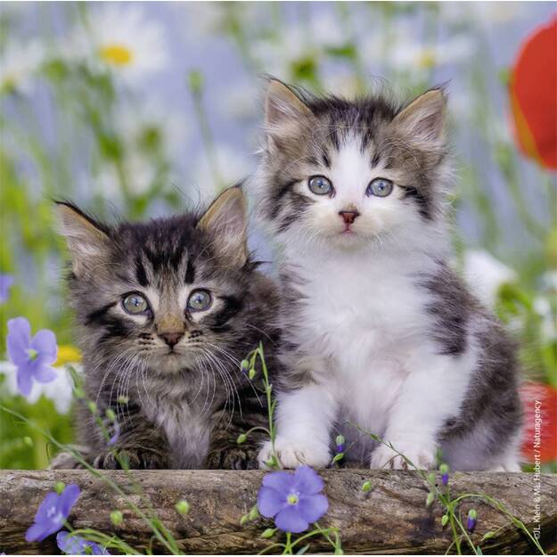 Ravensburger Puzzle 3x49 pc Kittens