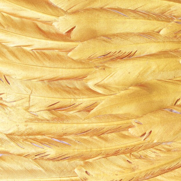 the gold wings 1