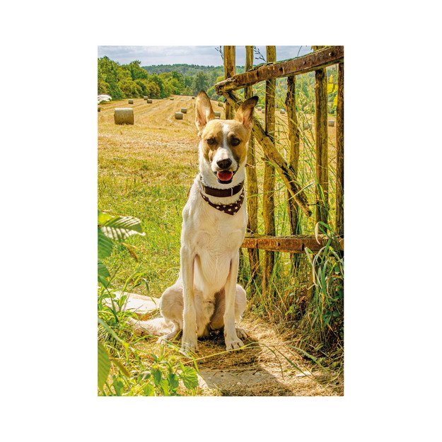 Dėlionė Gump Mes esame pora 300 XL detalių 2