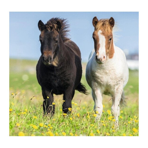 Ravensburger Puzzle 3x49 Pieces: Loving Horses