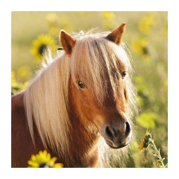 Ravensburger Puzzle 3x49 Pieces: Loving Horses