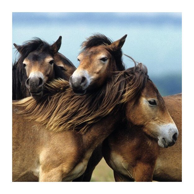 Ravensburger Puzzle 3x49 Pieces: Loving Horses