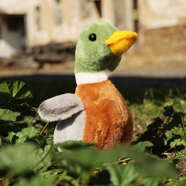 Plush mallard duck 21 cm ECO-FRIENDLY