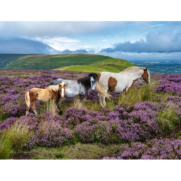 Ravensburger Puzzle 2000 Pieces: Wild Horses in the Heathe
