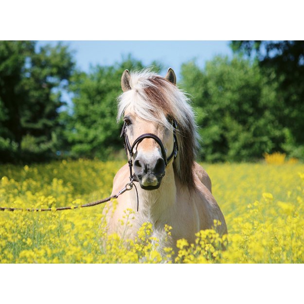 Ravensburger Puzzle 500 pc White horse
