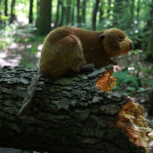 Pliušinis bebras 28 cm EKOLOGIŠKAS 5