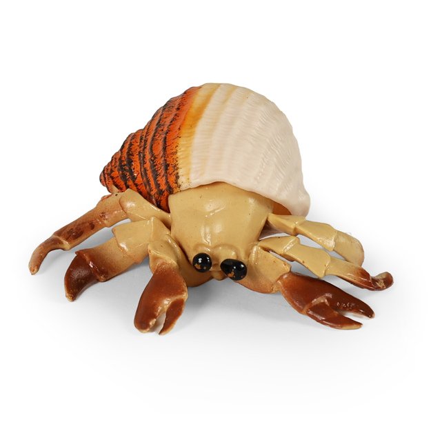 Crab with a shell 10 cm